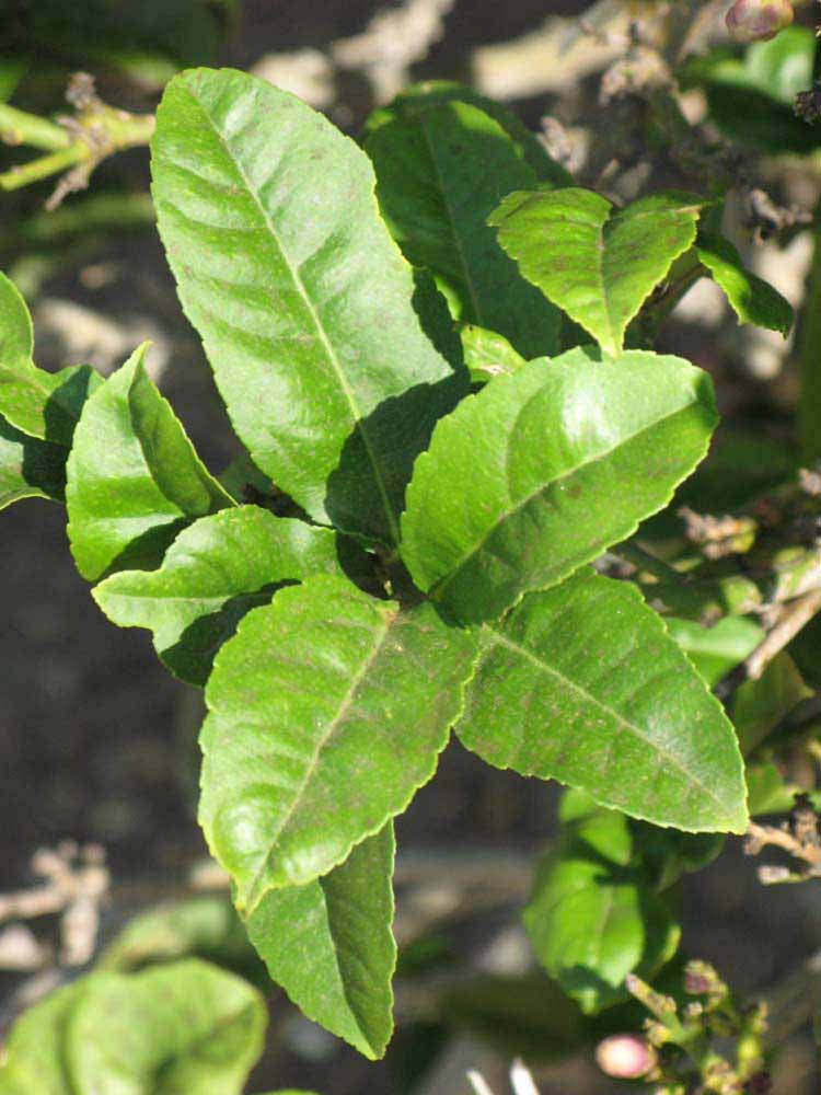             Sun leaves (Riverside, CA)       
